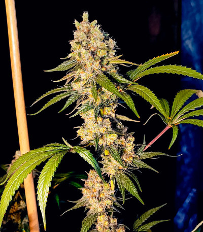 Семена сорта Fullgas fem (Green House Seeds)