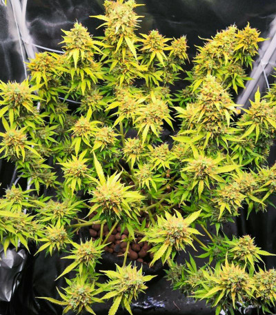 Семена сорта LSD Auto fem (Barney's Farm)