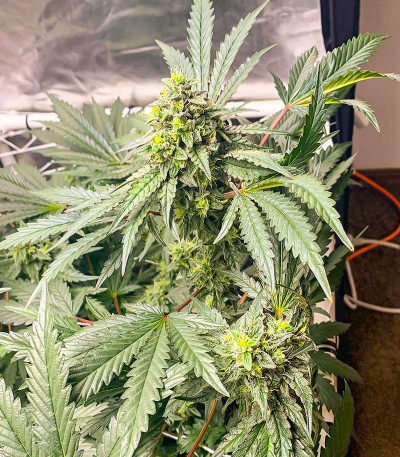 Семена сорта Runtz Fast Flowering fem (Humboldt Seed Organization)