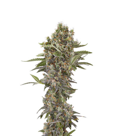 Семена сорта Moby Dick Autoflowering fem (Dinafem Seeds)
