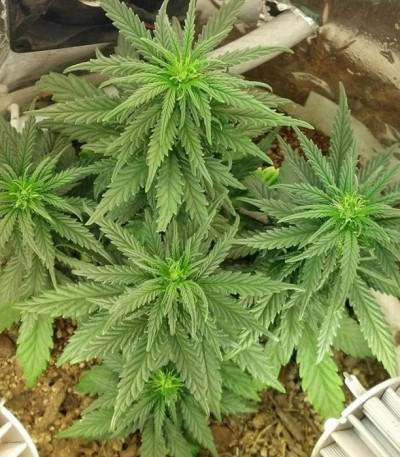 Семена сорта Auto Haze fem (Female Seeds)