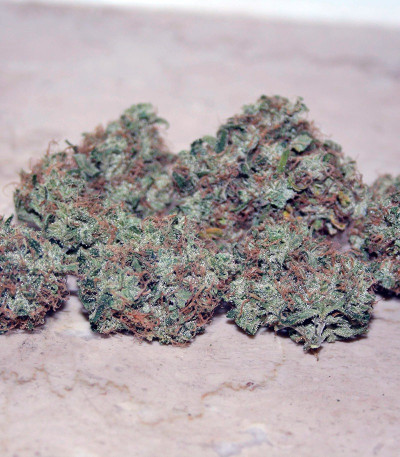 Семена сорта Cheese fem (Green House Seeds)