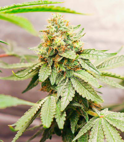 Семена сорта Gelato #33 fem (Advanced Seeds)