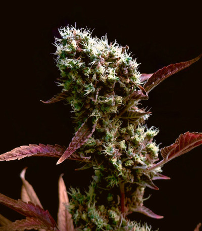 Семена сорта Gelato #45 fem (Barney's Farm)