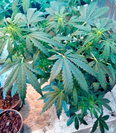 Семена сорта Speedy Gonzales Auto (Speedy Boom Auto) fem