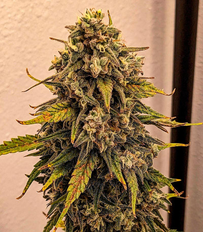 Семена сорта Whiskey Zulu Auto fem (7CH American)