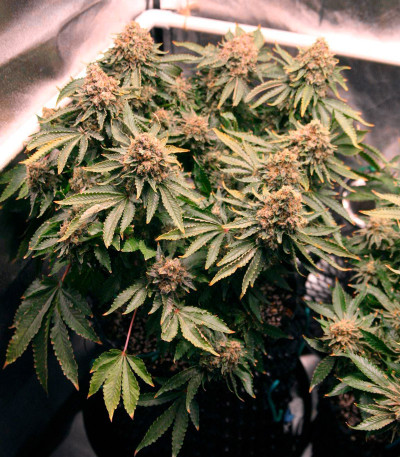 Семена сорта Grandaddy Purple fem