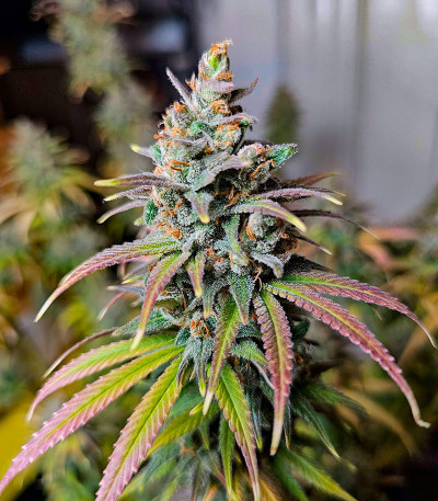 Семена сорта Apple Betty fem (Herbies Seeds)