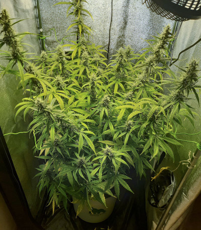 Семена сорта Auto Xtreme fem (Dutch Passion)