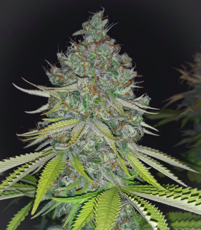 Семена сорта Lemon Tree fem (Barney's Farm)