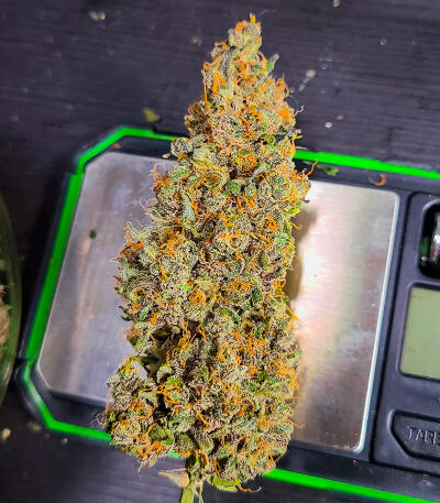Семена сорта Sour Diesel Autoflower fem (Seedkeepers)