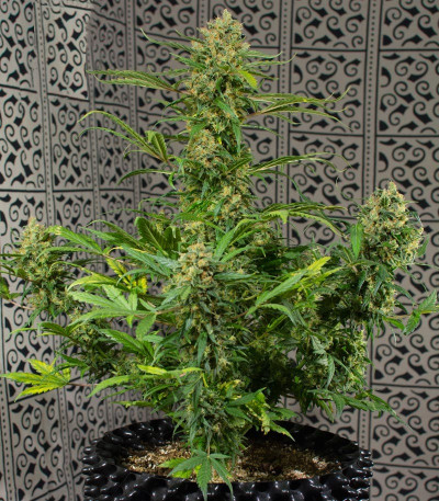 Семена сорта Crystal Candy Auto fem (Sweet Seeds)
