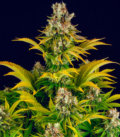 Семена сорта GMO fem (Barney's Farm)