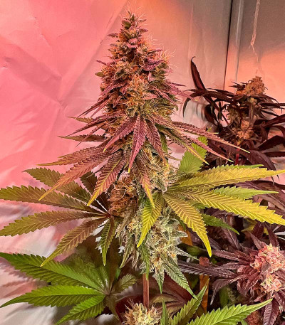 Семена сорта HighCloudZ fem (Green House Seeds)