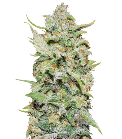 Семена сорта Peyote Critical fem (Barney's Farm)