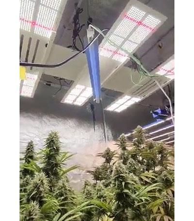 Семена сорта Blueberry OG fem (Barney's Farm)