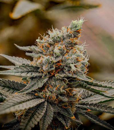 Семена сорта Apple Fritter Fast Version fem (7CH American)