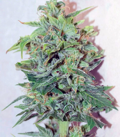 Семена сорта Automaria II fem (Paradise Seeds)