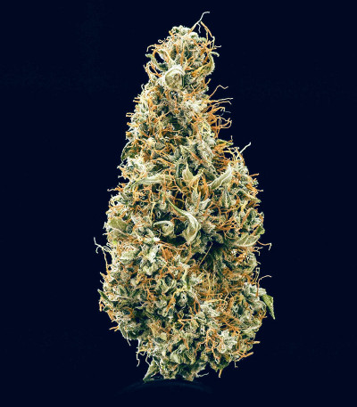 Семена сорта Mimosa Auto fem (Семяныч)