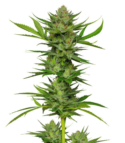 Семена сорта Slightly Stoopid Fruits fem (Humboldt Seed Company)