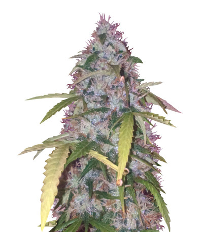 Семена сорта Auto Bubblegum+ Pro fem (Victory Seeds)