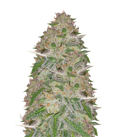 Семена сорта Doctor’s Choice #1 Auto fem