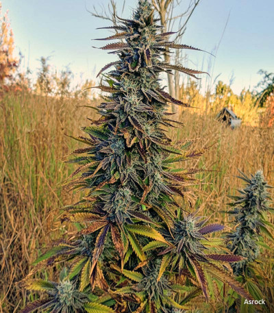 Семена сорта Gorilla fem (Семяныч)