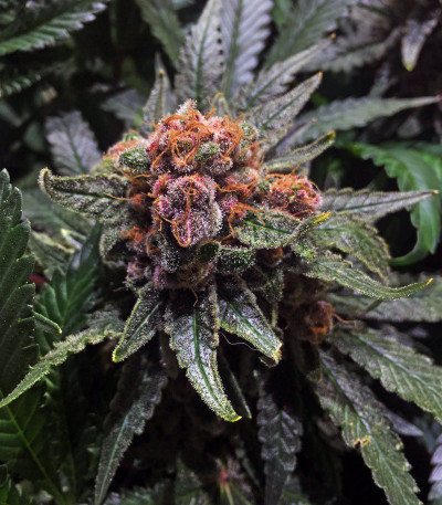 Семена сорта Ayahuasca Purple fem