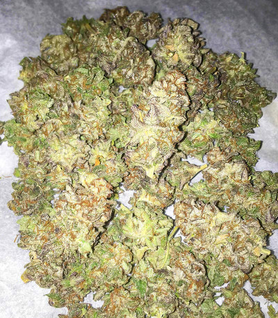 Семена сорта Dozy Breath fem (AlphaFem Seeds)