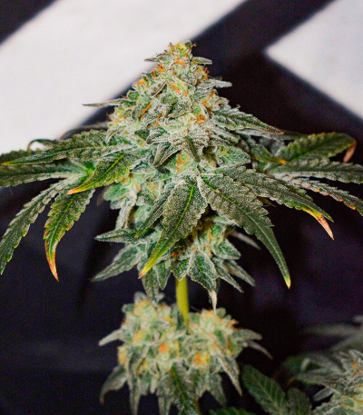 Семена сорта High Society fem (Compound Genetics)
