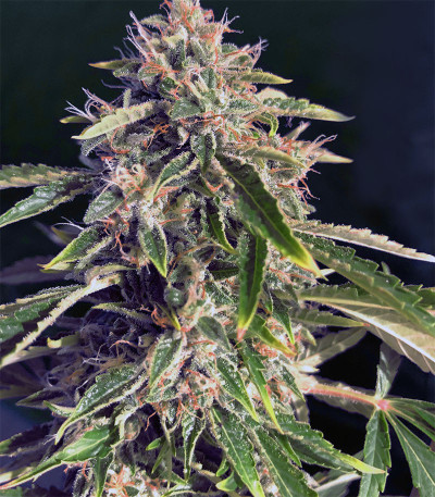 Семена сорта Bay Burger Early Version fem