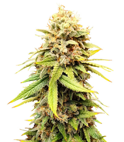 Семена сорта Sherbert Gorilla fem (Dr. Krippling Seeds)