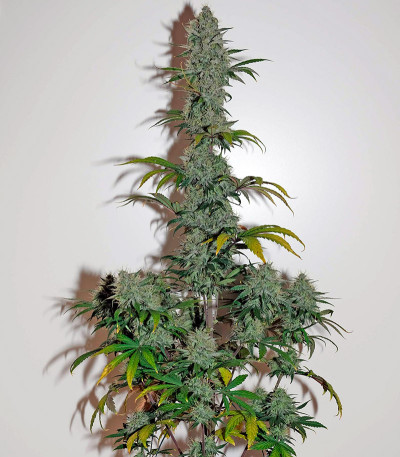 Семена сорта OG Kush Autoflowering fem (Dinafem Seeds)