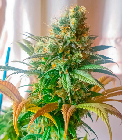 Семена конопли сорта Permanent Marker fem (7CH American)