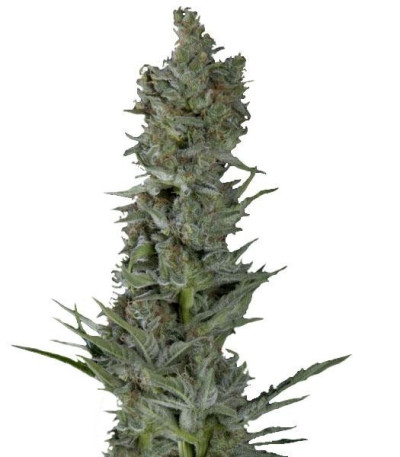 Семена сорта Critical Plus Auto fem (Trikoma Seeds)