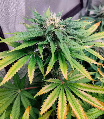 Семена сорта 00 Kush fast fem (00 Seeds)