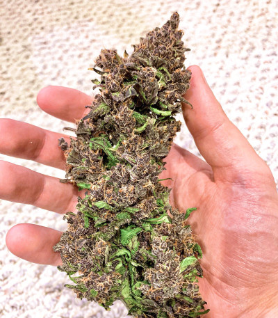 Семена сорта Blackberry auto fem (FastBuds)
