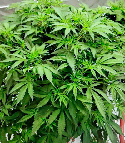 Семена сорта Deepforest Super Auto fem (Doctor’s Choice)