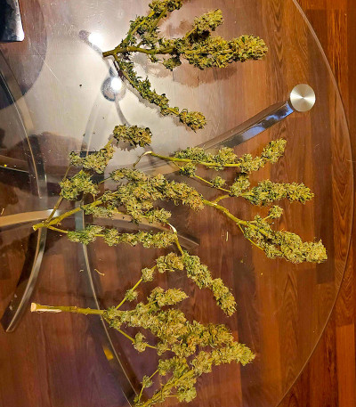 Семена сорта Dolly Kush fem (Dr. Krippling Seeds)