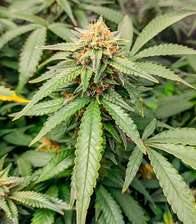 Семена сорта GG-48 fem (Nirvana Seeds)