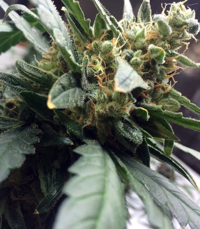 Семена сорта Mexican Airlines Auto fem