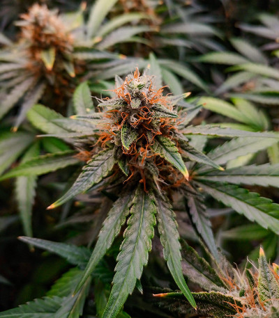 Семена сорта Orange Apricot Glue XL Auto fem (Sweet Seeds)