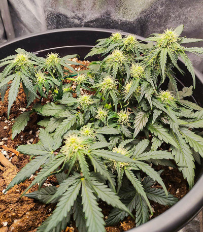 Семена сорта Apollo F1 Auto fem от RQS