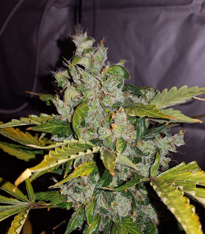 Семена сорта Auto White Widow fem (Pyramid Seeds)