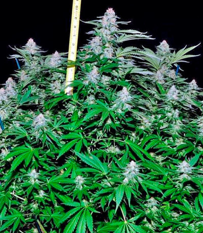 Семена сорта Critical + fem (Dinafem Seeds)