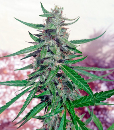 Семена сорта Dr Greenthumb’s Dedoverde Haze Auto fem