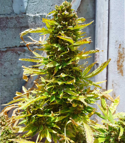 Семена сорта El Alquimista Auto fem (Samsara Seeds)