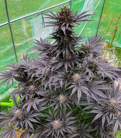 Семена сорта End Game R2 fem (Ethos Genetics)