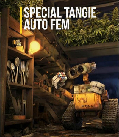 Семена сорта Special Tangie Auto fem (Семяныч)