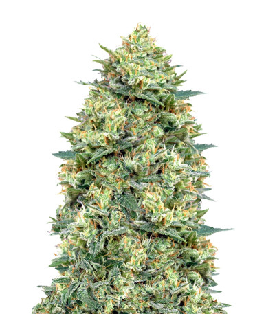 Семена сорта Auto White Widow fem (00 Seeds)